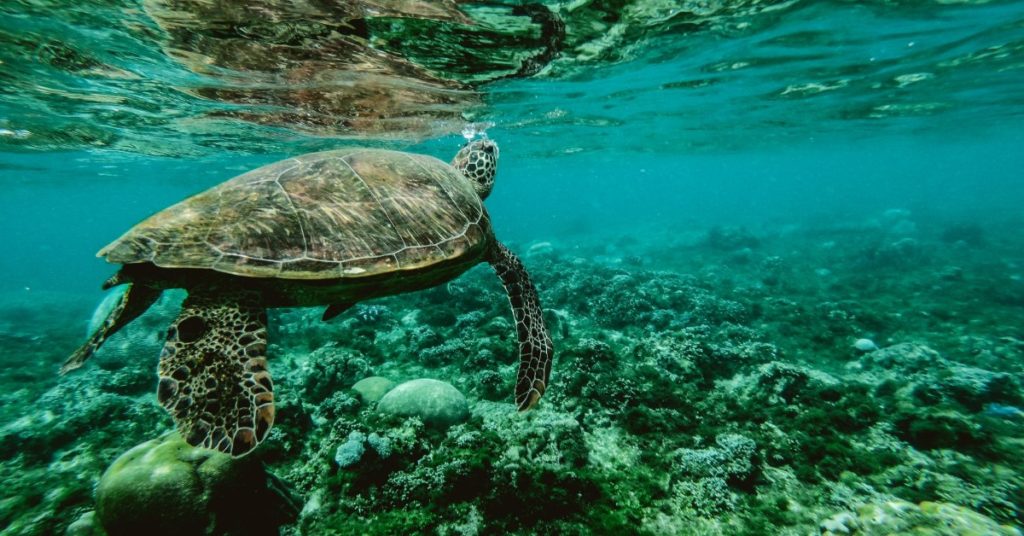 turtle swimming in ocean reef