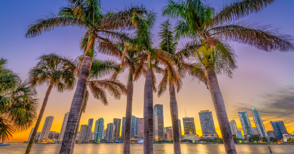palm trees with sunset and miami skyline in the background